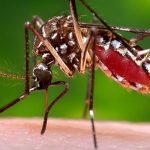 En la última semana se registraron 824 casos de dengue en Salta