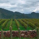 Las cinco grandes regiones que definen el vino argentino